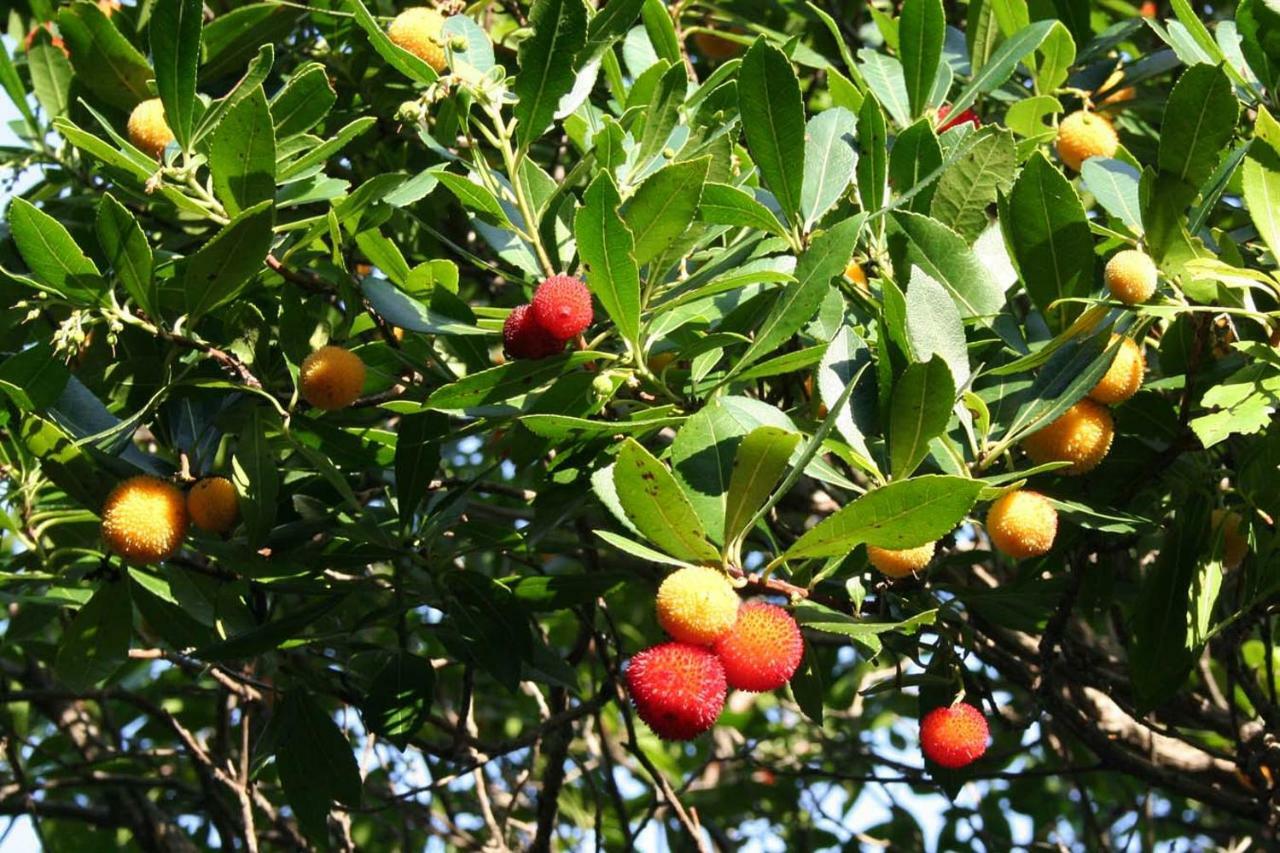 Casa Mattea Βίλα Nerezine Εξωτερικό φωτογραφία